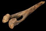 Hadrosaur Chevron Bone - Alberta (Disposition #-) #129790-1